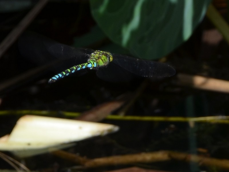 Aeshna mixta e Aeshna cyanea